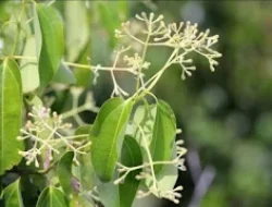 Warga Arab Ramai-ramai ke Indonesia Buru Tanaman yang Disebut di Al-Qur’an