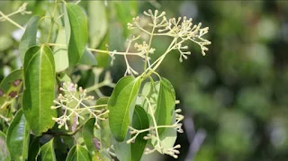 Warga Arab Ramai-ramai ke Indonesia Buru Tanaman yang Disebut di Al-Qur’an